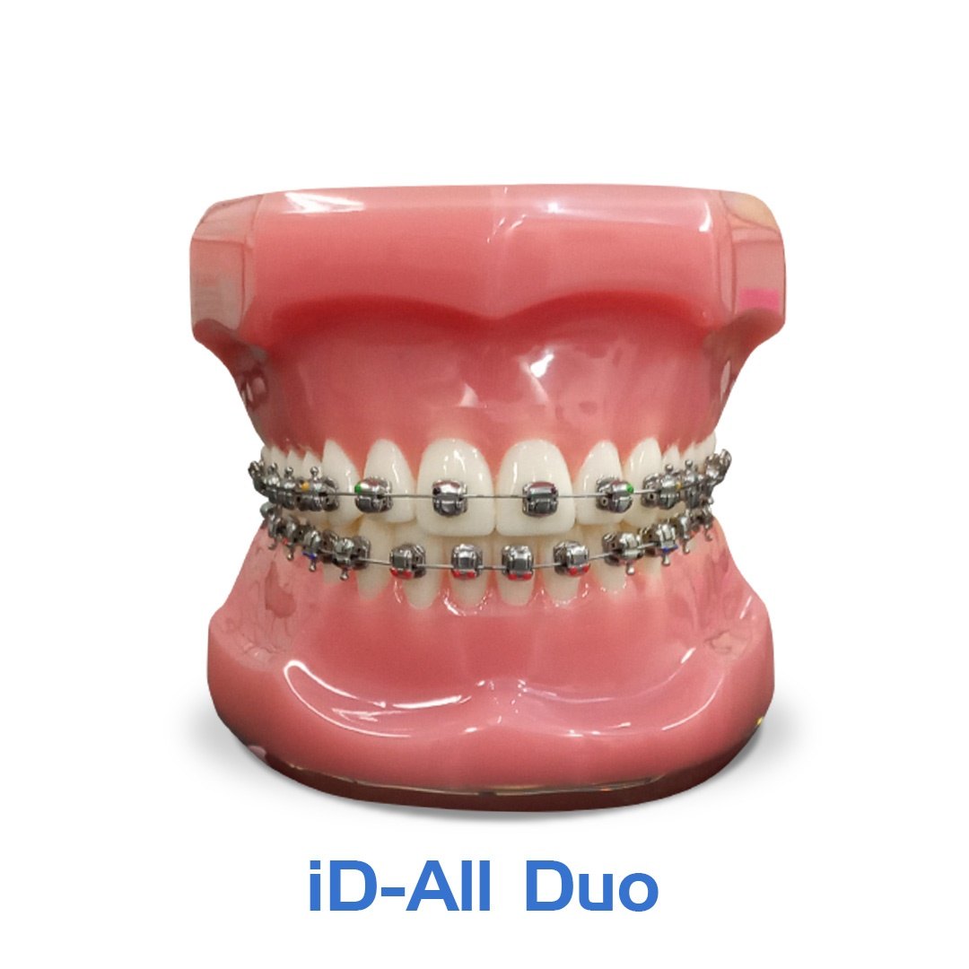 ID-ALL DUO на модели зубов